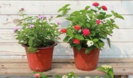 石家庄阿姨最新爆料视频,最新爆料视频背后的惊人真相